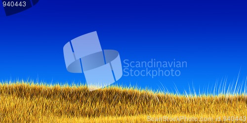 Image of yellow grass under blue sky