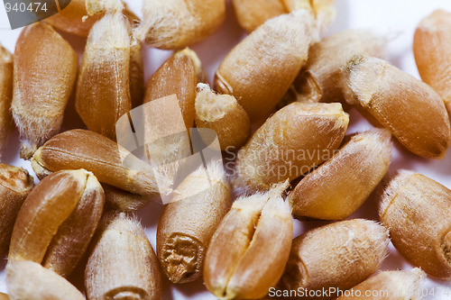 Image of Wheat grains