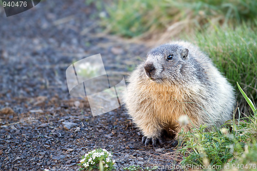 Image of marmot in the alps