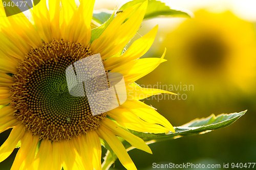 Image of sunflower close up