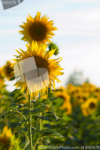 Image of sunflower field