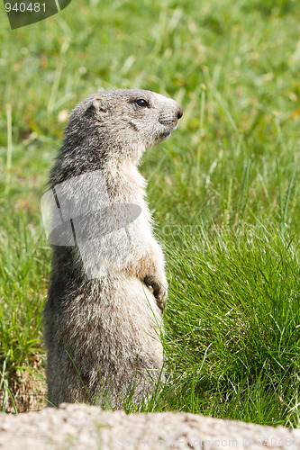 Image of marmot in the alps