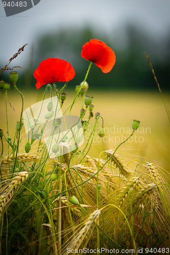 Image of red poppy in a barley field