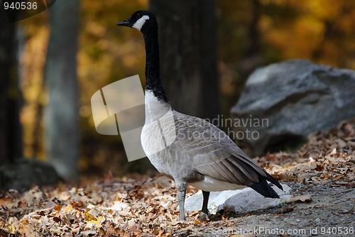 Image of Canada Goose