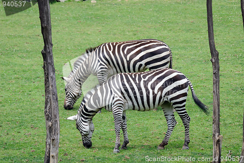 Image of Zebra