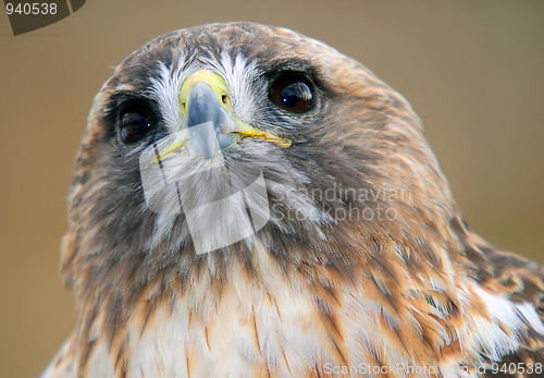 Image of Red tailed hawk