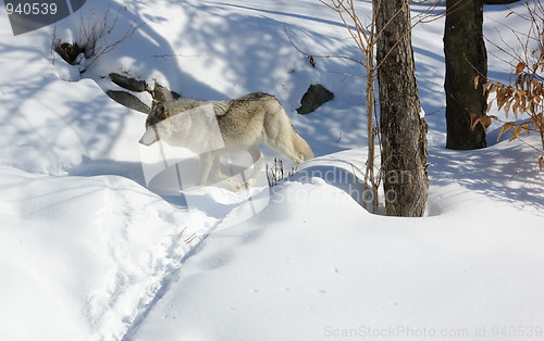 Image of Arctic Wolf