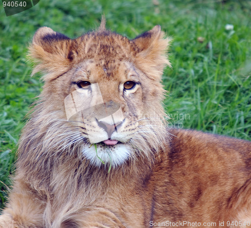 Image of Young male lion