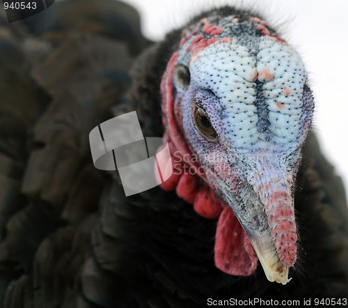 Image of Wild Turkey