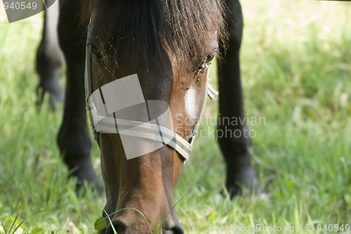 Image of close-up horse