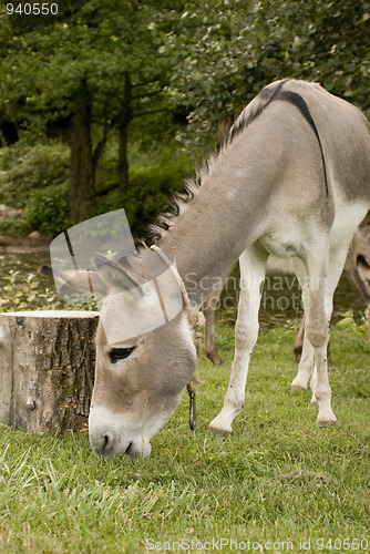 Image of gray donkey
