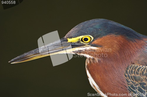 Image of Green Heron bird.