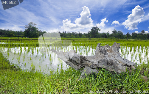 Image of rice field