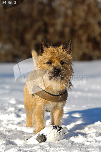 Image of Dog in snow