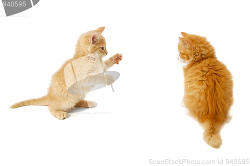 Image of Fighting kittens