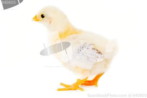 Image of Chicken