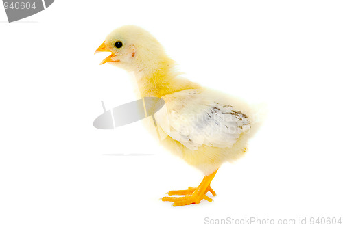 Image of Newborn Chicken