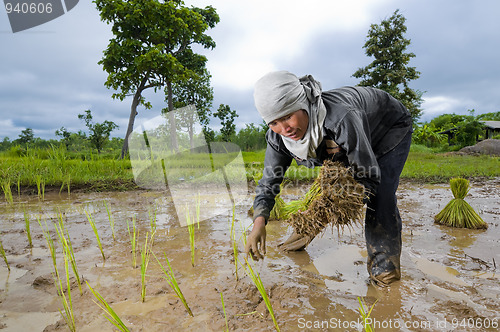 Image of asian woman growing rice
