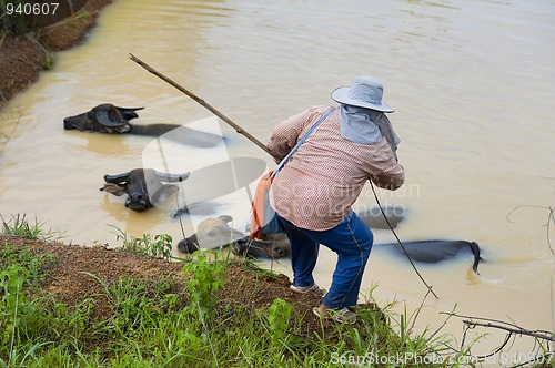 Image of farmer woman taking care of her water buffalos