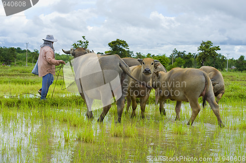 Image of asian female farmer taking care of a herd of water buffalos and 