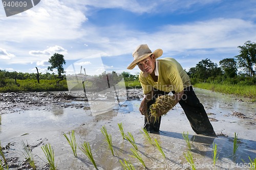 Image of asian rice farmer 