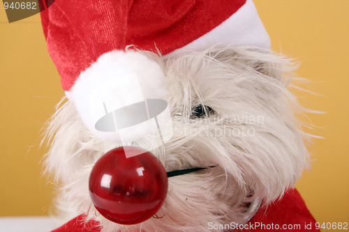 Image of Red nose
