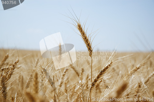 Image of Wheat field