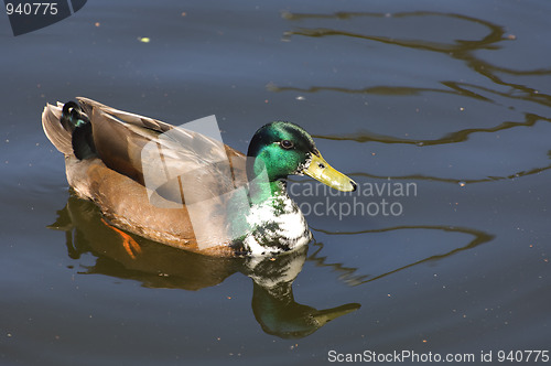 Image of Mallard Duck