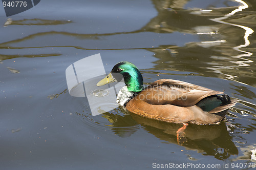 Image of Mallard Duck