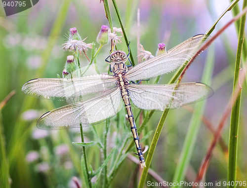 Image of dragonfly waiting for the sun