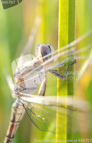 Image of dragonfly waiting for the sun