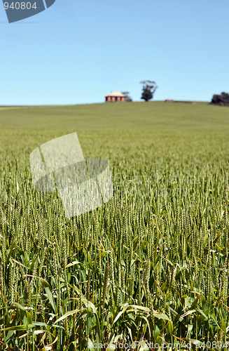 Image of field of wheat landscape