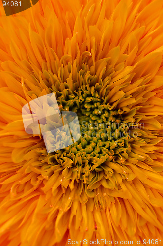 Image of Orange Flower