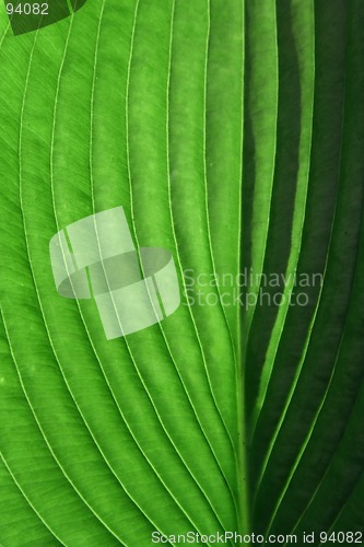 Image of Leaf in the Sun