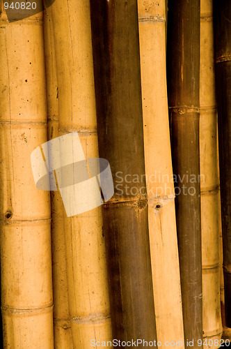 Image of Bamboo