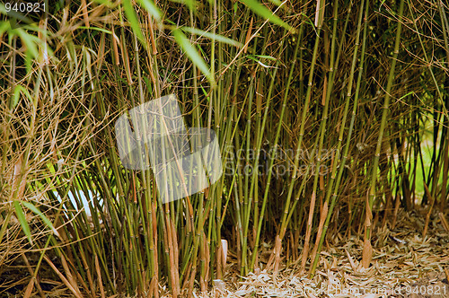 Image of Bamboo grass