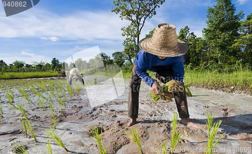Image of father and son growing rice