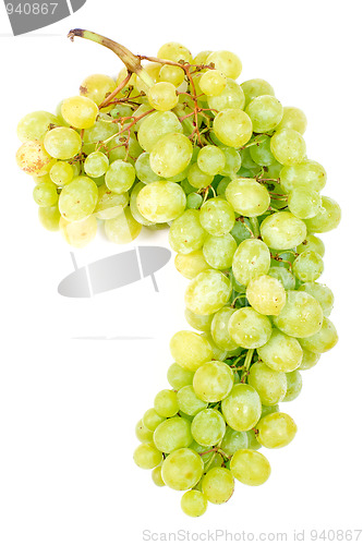 Image of Grape