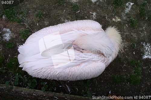 Image of Pelican