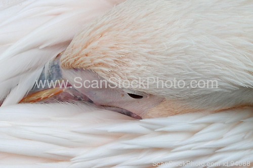 Image of Pelican