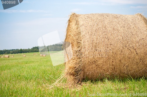 Image of Hay