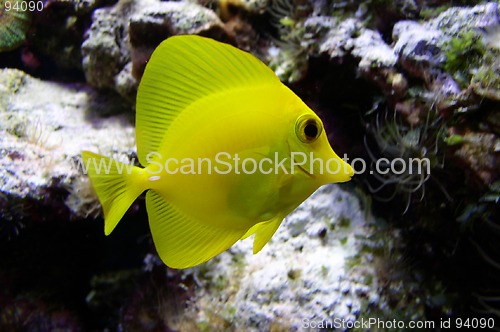 Image of Fish