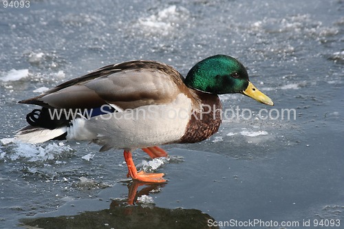 Image of Duck