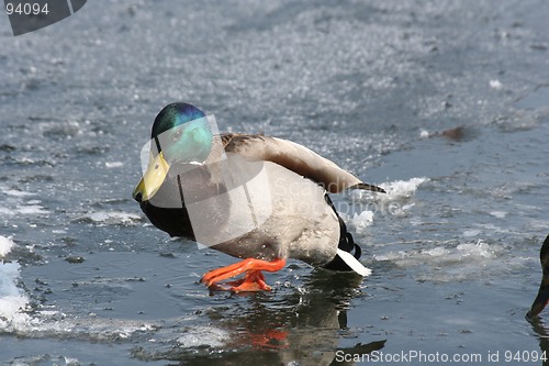 Image of Duck