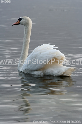 Image of Swan