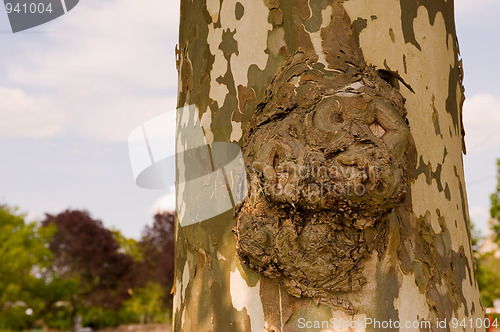 Image of Branc stump