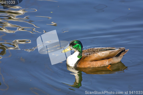 Image of Greenland Mallard