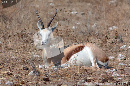 Image of Springbok (Antidorcas marsupialis)