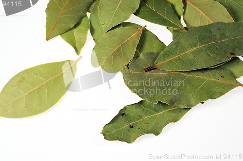 Image of leaf