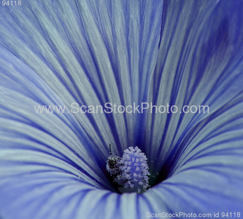 Image of Blue Flower